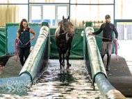 WG031025-31 - Golden De Coeur swimming